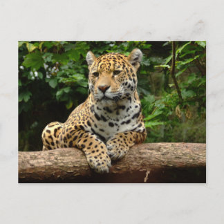 Jaguar on a log Postcard ポストカード