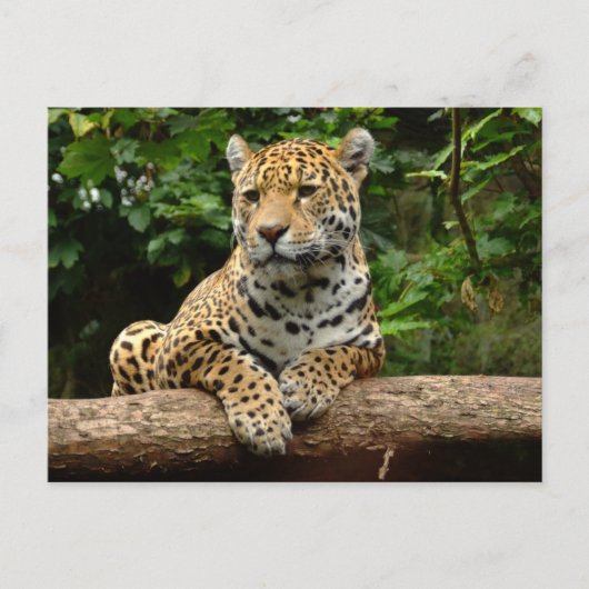 Jaguar on a log Postcard ポストカード (正面)