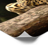 Jaguar on a log Poster ポスター (角)