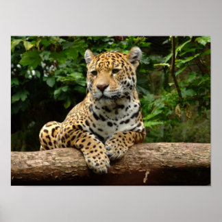 Jaguar on a log Poster ポスター