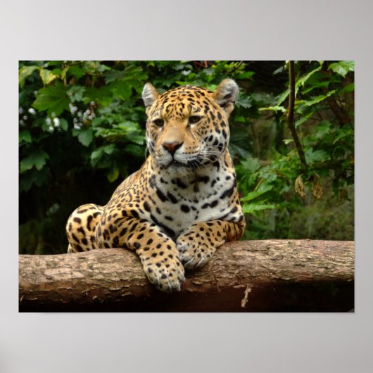 Jaguar on a log Poster ポスター (正面)