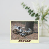 JAGUAR-PAW BACK-IMG_2914 – シェーン – キャリア ポストカード (スタンド正面)