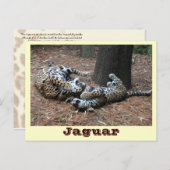 JAGUAR-PAW BACK-IMG_2914 – シェーン – キャリア ポストカード (正面/裏面)