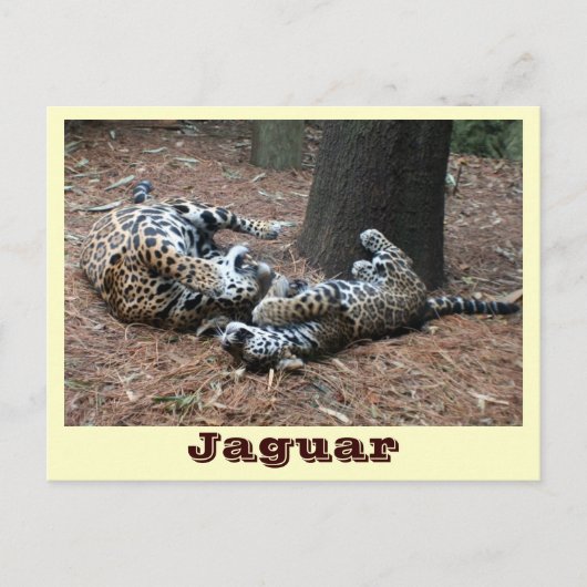 JAGUAR-PAW BACK-IMG_2914 – シェーン – キャリア ポストカード (正面)