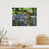 jaguar up close full body shot ポスター (キッチン)