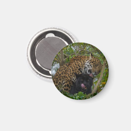 Jaguars In Love マグネット (正面/裏面)