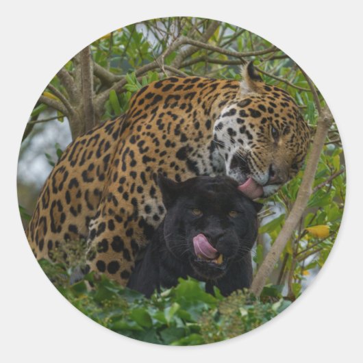 Jaguars In Love ラウンドシール (正面)