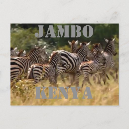Jambo Kenya Zebra Migration Safariポストカード ポストカード (正面)