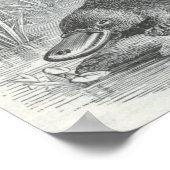 James Johonnot - Ornithorhynchus - Platyplus Folio ポスター (角)