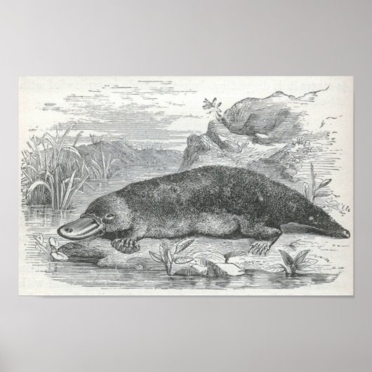 James Johonnot - Ornithorhynchus - Platyplus Folio ポスター (正面)