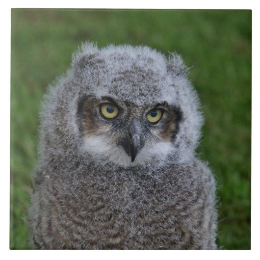 JAMFotoによる_Owl_20180215 タイル (正面)