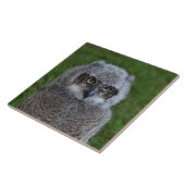 JAMFotoによる_Owl_20180215 タイル (側面)