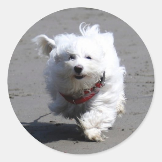 Janステッカー ラウンドシール (正面)