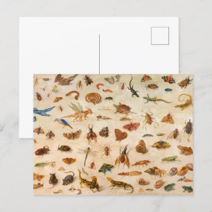 Jan van Kesselによる昆虫、両生類、貝類 ポストカード
