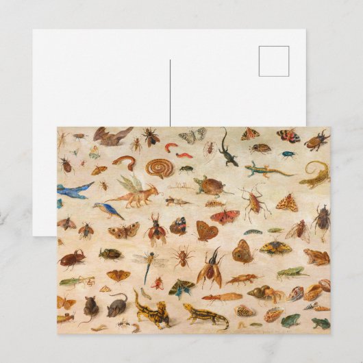 Jan van Kesselによる昆虫、両生類、貝類 ポストカード (正面/裏面)