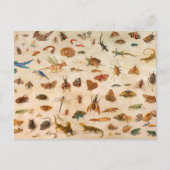 Jan van Kesselによる昆虫、両生類、貝類 ポストカード (正面)