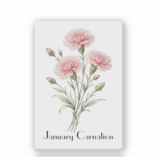 January Carnation Flowers  シール (正面)