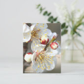 Japanese Apricot ポストカード (スタンド正面)