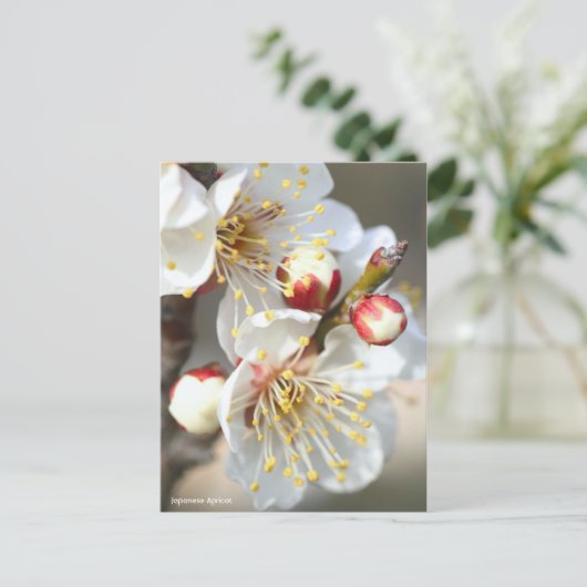 Japanese Apricot ポストカード (スタンド正面)