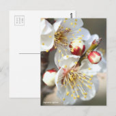 Japanese Apricot ポストカード (正面/裏面)