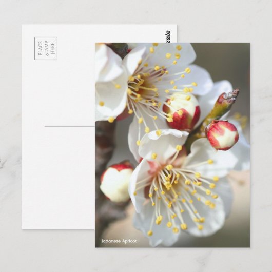 Japanese Apricot ポストカード (正面/裏面)