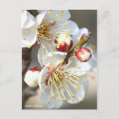 Japanese Apricot ポストカード (正面)
