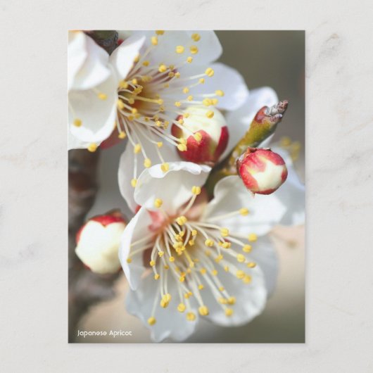 Japanese Apricot ポストカード (正面)