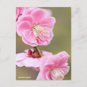 Japanese Apricot ポストカード
