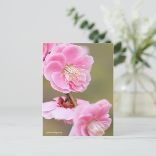 Japanese Apricot ポストカード (スタンド正面)