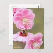 Japanese Apricot ポストカード (正面/裏面)