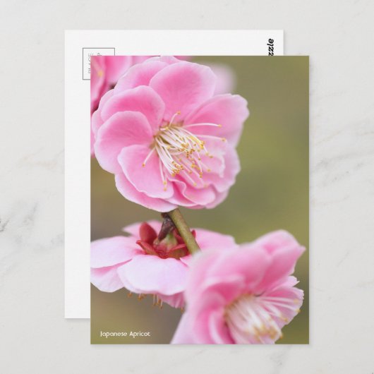 Japanese Apricot ポストカード (正面/裏面)