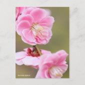 Japanese Apricot ポストカード (正面)