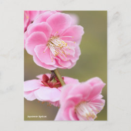 Japanese Apricot ポストカード