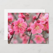 Japanese Apricot ポストカード (正面/裏面)