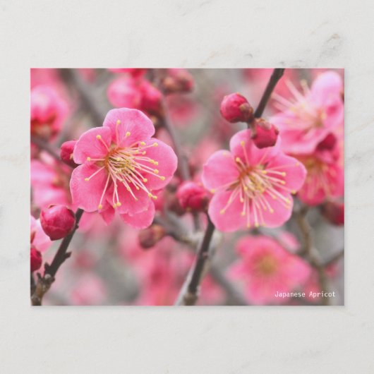 Japanese Apricot ポストカード (正面)