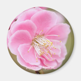 Japanese Apricot マグネット
