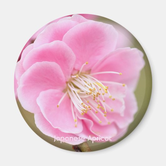 Japanese Apricot マグネット (正面)