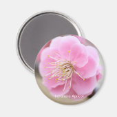Japanese Apricot マグネット (正面/裏面)