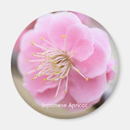 Japanese Apricot マグネット