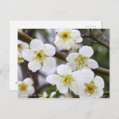 Japanese Apricot "Ryoku-gaku" [Postcard] ポストカード (正面/裏面)