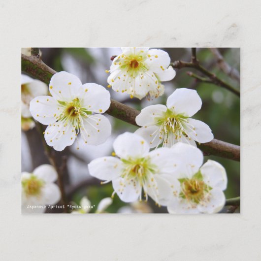 Japanese Apricot "Ryoku-gaku" [Postcard] ポストカード (正面)