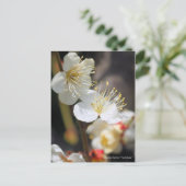 Japanese Apricot "Tsuki-kage" ポストカード (スタンド正面)