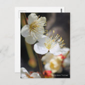 Japanese Apricot "Tsuki-kage" ポストカード (正面/裏面)