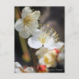 Japanese Apricot "Tsuki-kage"  ポストカード