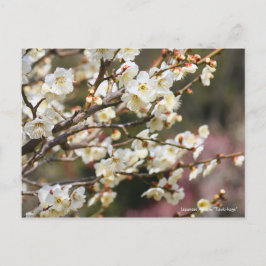 Japanese Apricot "Tsuki-kage" ポストカード