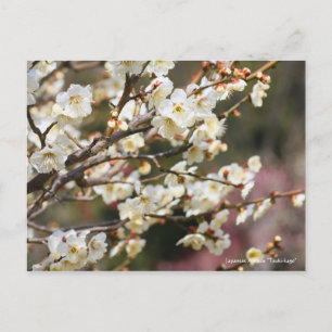 Japanese Apricot "Tsuki-kage"  ポストカード