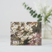 Japanese Apricot "Tsuki-kage"  ポストカード (スタンド正面)