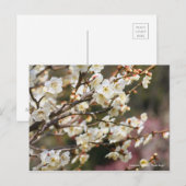 Japanese Apricot "Tsuki-kage"  ポストカード (正面/裏面)