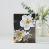 Japanese Apricot "Tsuki-kage"  ポストカード (スタンド正面)