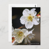 Japanese Apricot "Tsuki-kage"  ポストカード (正面/裏面)